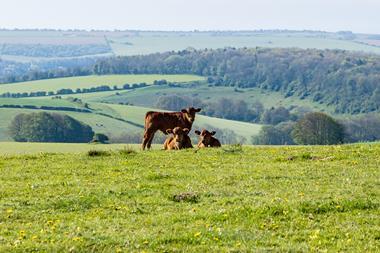 cows