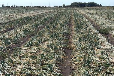 Onion harvest 2026- BOPA