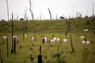 deforestation cattle