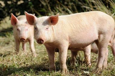 Two piglets on an English pig farm.