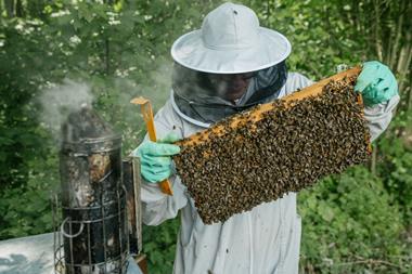 waitorse bees