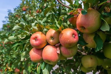 Cider apples on tree