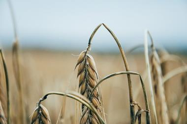 drought dry wheat crop