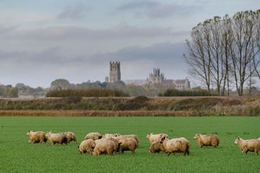 Waitrose  & Partners organic sheep grazing in Cambridgeshire