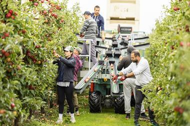 Farmers picking apples