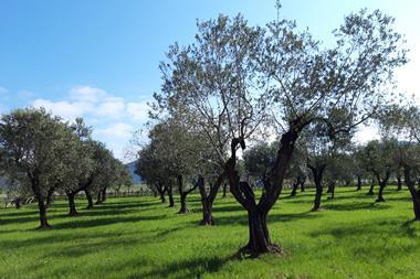 Filippo Berio olive trees