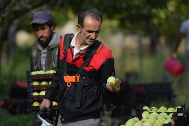 apple pickers workers