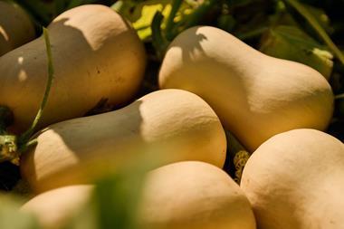 BritishButternut_1