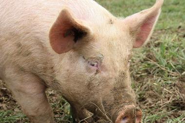 Animal medicines, pig in mud