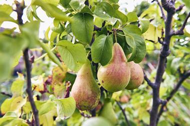 Perry pear