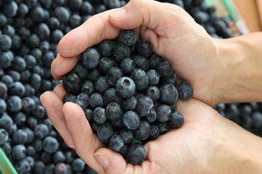 blueberries blueberry