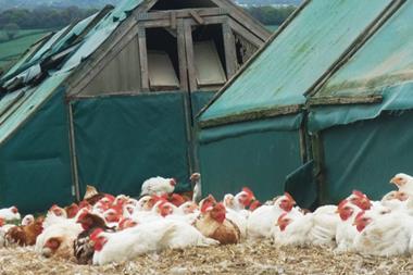 2 sisters organic chickens