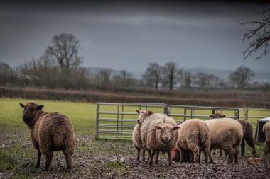 Sheep farming