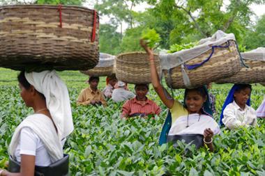 Assam tea workers