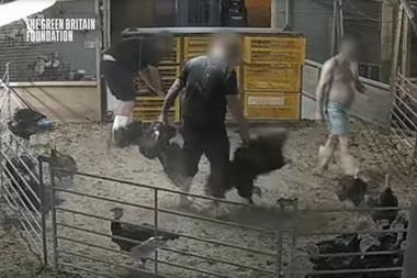 animal abuse Hockenhull turkeys Green Britain Foundation