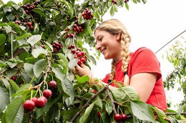 Cherry harvesting