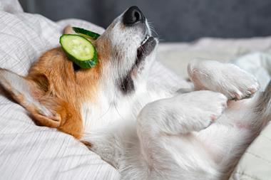 dog cucumber petcare health