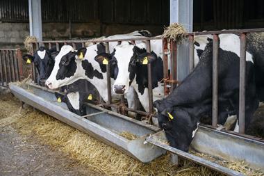 cows eating - getty