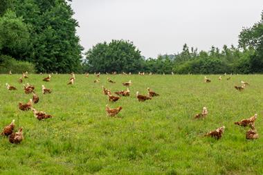 flock of chickens - getty