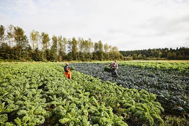 kale farm - getty