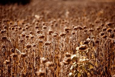 Dead plant in sunflower field - stock photo