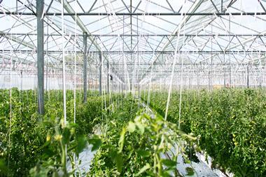 greenhouse tomato plants crops