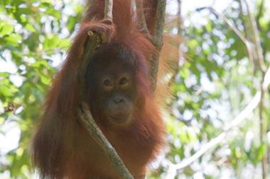 Palm oil orangutan