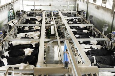 dairy cows in milking parlour