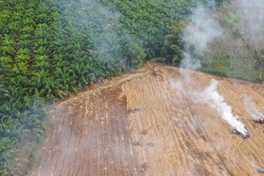 Palm oil deforestation