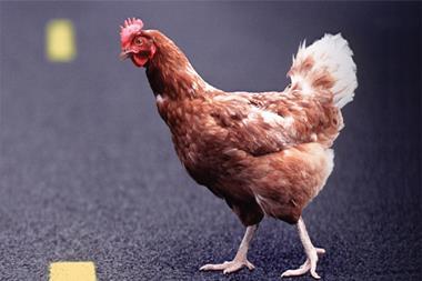 chicken crossing the road