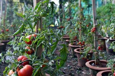 tomato plants unsplash