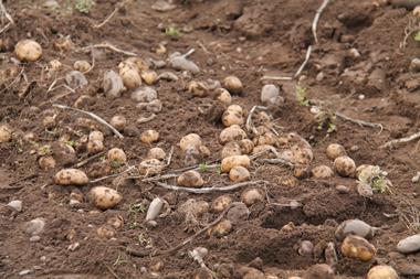 potatoes in a field - Getty
