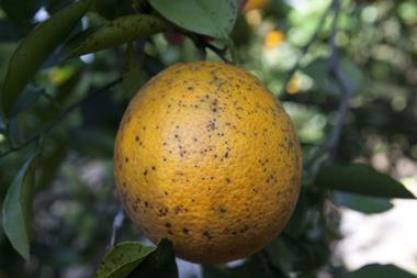 Citrus black spot