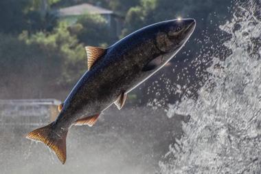 fish swimming jump river wild fishing