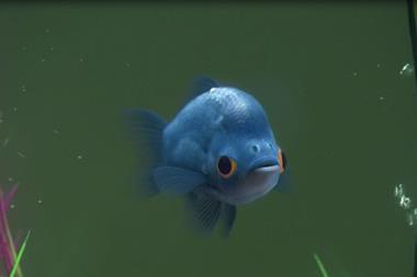Blinkbox fish