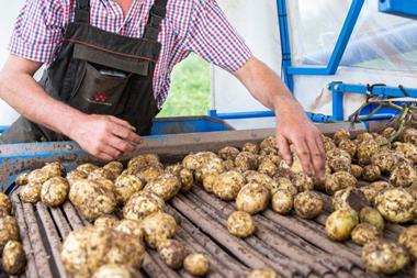 McCain potato grower cropped