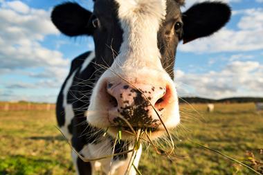 Dairy cow chewing grass