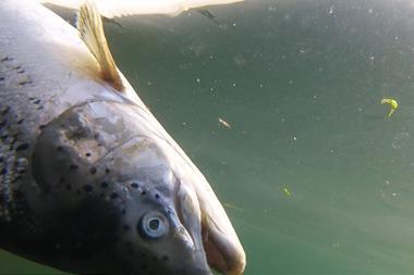 Scottish Salmon Watch