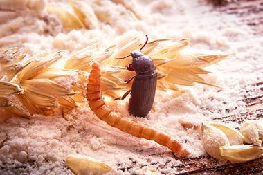Sprÿng photo - Live mealworm & beetle