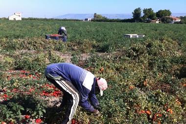 Migrant tomato workers