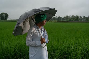 Rice sustainability (2)
