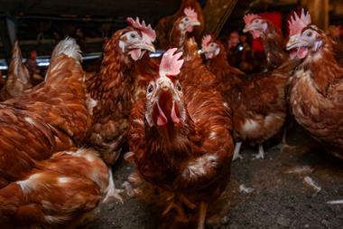 Chickens in a hen house on a farm in Somerset, England - stock photo