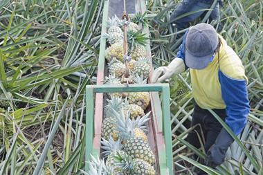 pineapple growers