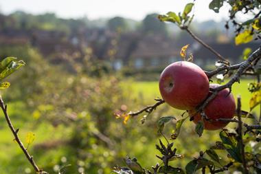 Iceland to plant urban orchards to improve access to healthy food in deprived areas