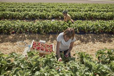 workers in field strawberries- getty