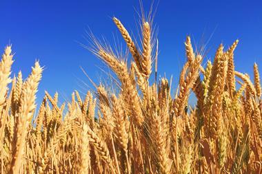 wheat farming unsplash