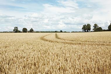 wheat field - getty