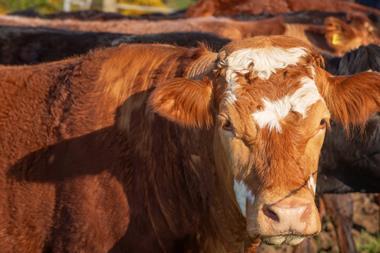 GettyImages-2248687471