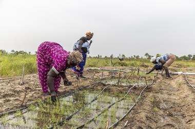 workers in a field doing irrigation in The Gambia