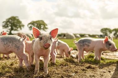 FR Pigs